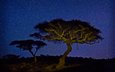 свет, ночь, дерево, звезды, африка, кения, акация, wildlife conservancy