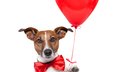 красный, собака, сердце, белый фон, воздушный шар, джек-рассел-терьер