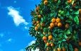 небо, дерево, фрукты, плоды, мандарины, цитрусы