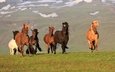 лошади, кони, исландия