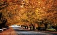 дорога, деревья, город, осень, улица, листопад, автомобили, осенние листья