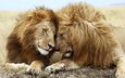 природа, львы, хищники, дружба