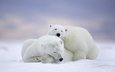 сон, парочка, отдых, медведи, аляска, белые медведи, национальный арктический заповедник