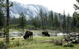 трава, река, горы, лес, животные, бизоны, wild bulls, grazing by river, американский бизон