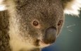 животные, австралия, коала, травоядное, сумчатое, сумчатые