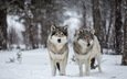 снег, природа, волки