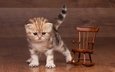 кошка, котенок, маленький, игрушка, пол, полосатый, ламинат, кресло-качалка