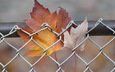 природа, листья, осень, забор, сетка, кленовый лист
