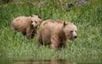 природа, лето, медведи, гризли, grizzly bear