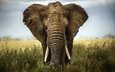 слон, африка, саванна, слоновая кость