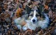 листва, взгляд, собака, лежит, пес, преданность, лохматая