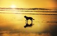 восход, волны, отражение, пляж, собака, зеркало, тень, солнечный