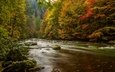 деревья, река, лес, осень, германия, гарц