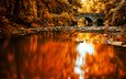 озеро, река, лес, отражение, мост, осень