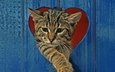 кот, кошка, забор, серый, сердце, полосатый