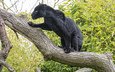 дерево, кошка, черный, ягуар, пантера, ©tambako the jaguar