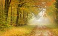 дорога, листья, пейзаж, туман, дорожка, осень