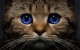 морда, кот, усы, кошка, взгляд, голубые глаза