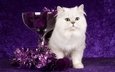 новый год, кот, кошка, фиолетовый, шарики, стекло, рождество, белая, чаша, мишура
