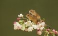 ветка, парочка, цветки, мышки, harvest mouse, мышь-малютка