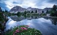 цветы, озеро, горы, пейзаж