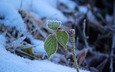 снег, природа, зима, листочки, веточки