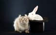 кот, белый, темный фон, кролик, уши, эмоции, заяц, сибирский колор-пойнт, черная шляпа