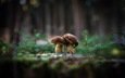 природа, фон, грибы, гриб