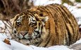 тигр, снег, взгляд