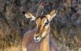 юар, антилопа, национальный парк крюгера, импала, red-billed oxpecker, чёрнопятая антилопа