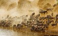 река, африка, антилопа, кения, антилопа гну, masai mara national reserve, масаи мара, гну