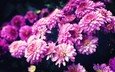 цветы, хризантемы, хризантема, цветком, пинк, лиловая