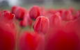 цветы, красные, весна, тюльпаны, клумба