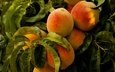 еда, фрукты, персики, заводы, деревь, на природе, fruits,  листья, здоровое