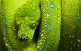зелёный, змея, чешуя, голова