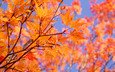 небо, листья, ветки, осень