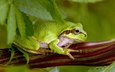 поза, лягушка, зеленая, жаба,  листья, green toad