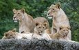 камень, кошки, львы, семья, львята, язык, львица, зевает, ©tambako the jaguar
