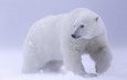 снег, белый медведь, арктика