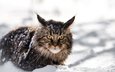 снег, зима, кот, кошка, взгляд, мей-кун