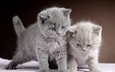 животные, серый, кошки, котята, двое, британская короткошерстная кошка