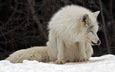 канада, песец, полярная лисица, parc omega, montebello, арктическая лиса