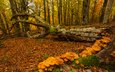 деревья, лес, осень, грибы, мох, испания, urabain, страна басков