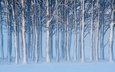 деревья, снег, зима, швеция, швеции, готланд