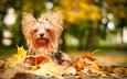 листья, взгляд, осень, собака, друг, йорк, йоркширский терьер