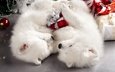 новый год, подарки, пол, пара, белые, спят, щенки, два, праздник, рождество, двое, собаки, коробки, мило, самоед