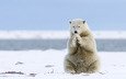 морда, снег, лапы, полярный медведь, медведь, белый медведь, аляска