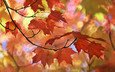 природа, листья, макро, осень, размытость, клен