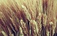 макро, колосья, пшеница, урожай