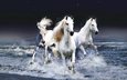 вода, волны, лошади, кони, бег, красавцы